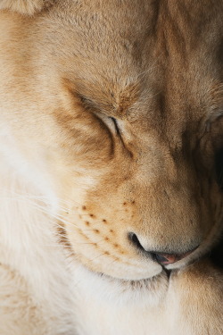 r2–d2:  Lion by (Photo_Xtremist) |