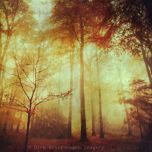 dyrkwyst:  (via fall meditations | Dirk Wuestenhagen Imagery)  