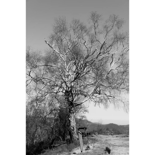 Donon, Vosges mountain, tree . . #donon #vosges #tree #blackandwhitephoto #bwphoto #blackandwhite #b