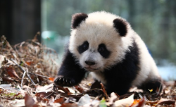 giantpandaphotos:  © Pandas International. 