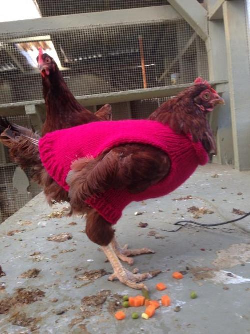 crownofbirds:knit chicken fashions by Brady Lee / number1birdstore