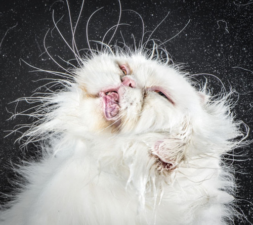 cornerof5thandvermouth:tht1chck:bobbycaputo:Portraits of Cats Shaking Themselves Clean Photographed 