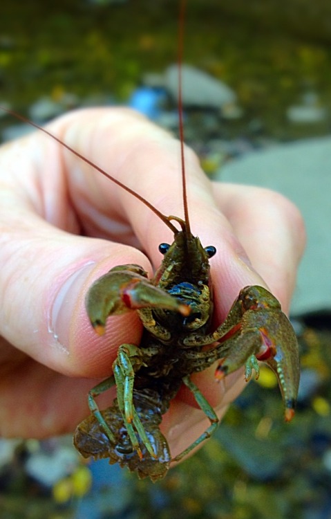 A rusty crayfish I found today at Sharon Woods.