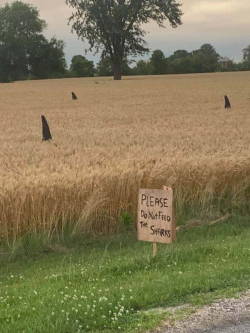 jojabean82:  loloftheday:  Farmers With A