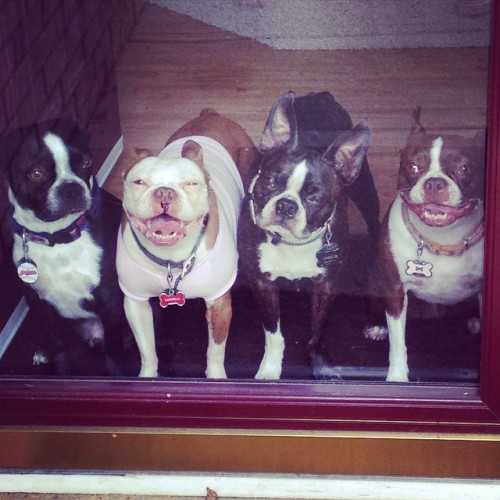 Happy national dog day! Our 4 boston terriers are everything to us! Tag us in your pups pictures! #c