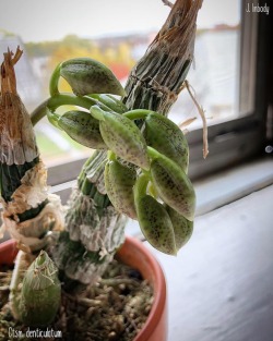 youcanleadahorticulture:  An update on the development of the buds on my Catasetum denticulatum. (at Stockade Historic District)https://www.instagram.com/p/Bpk-GgNFV0s/?utm_source=ig_tumblr_share&amp;igshid=cflr2d7uxxbt