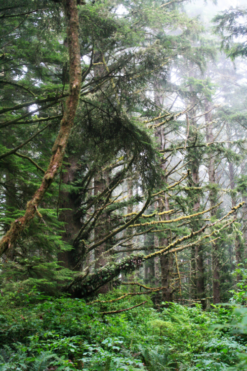 bright-witch:Reach◈ Print Shop ◈ Blog ◈ Flickr ◈ ◈ Please do not delete the caption crediting the ar