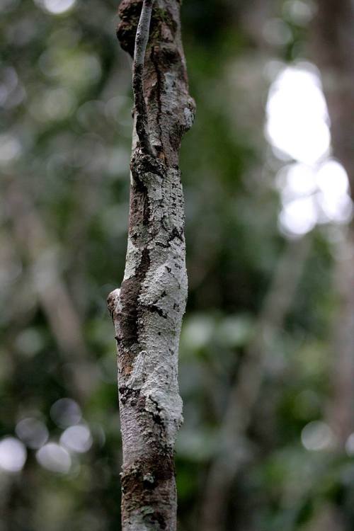 Gecko Science (part 1) &mdash; CamouflageLet’s be honest: Geckos are groovy. With an unbeatable repe