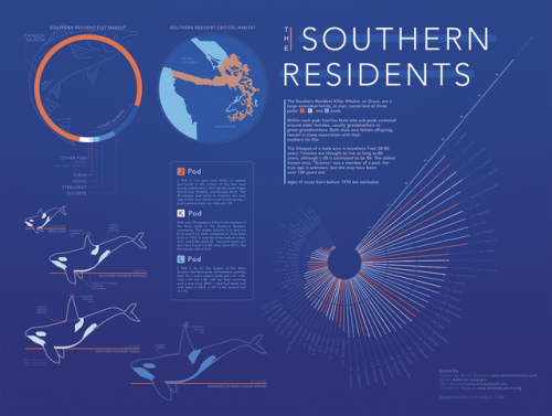 I made an infographic poster about the orcas that live in the PNW because I wanted to flex my data v