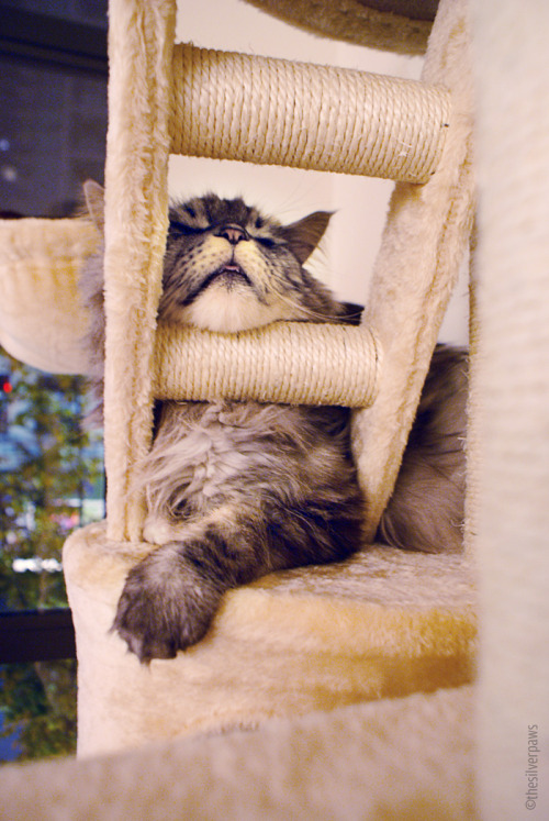 thesilverpaws:Awesome new cat tree is awesome. It even comes with a chin rest! Ingenious.