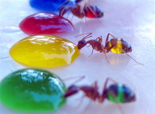 apennyathought:  Dr Babu, from Mysore, in South India said:  ’As the ant’s abdomen is semi-transparent, the ants gain the colours as they sip the liquid. ‘The secret is the paraffin base, which prevents the drops collapsing when the ants touch