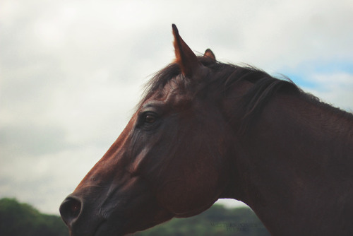 Porn Pics westernponies: gloomy ,