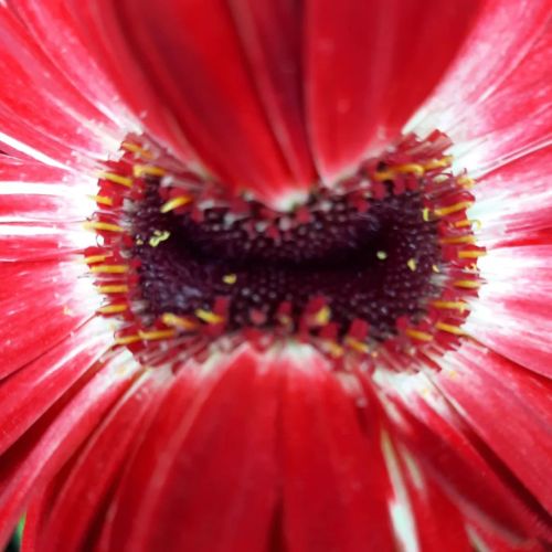 Natural born #simmetry #gerbera #flowersofinstagram #flowers #flowerstagram #flowerlovers #red #macr