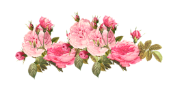 transparent-flowers:  Pink peonies. Paeonia