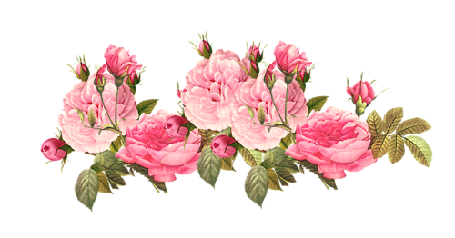 Porn transparent-flowers:  Pink peonies. Paeonia photos