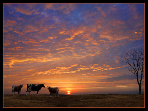 Tulsa Cow Art Not Far From Tulsa © by John’s Images on Flickr.