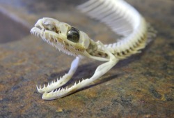 storyoftheviper:  Pacific Gopher Snake Skull.