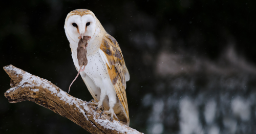 barn owl