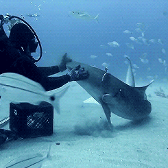 XXX gentlesharks:GoPro: Petting A Tiger Shark photo