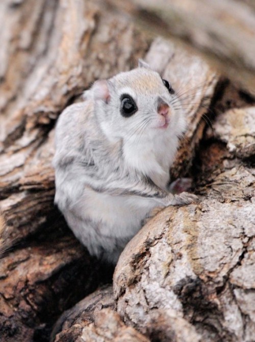 japanese dwarf flying squirrel