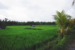 sexyspacecakes:  frenchlawgurl:  Rice fields in Bali   19 more days ahhhhhhhhh