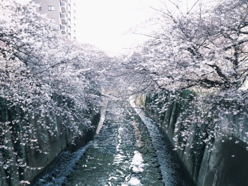 fleur-de-fleurs:満開の春。In full blossom.Feb. 3. 2017.Tokyo.