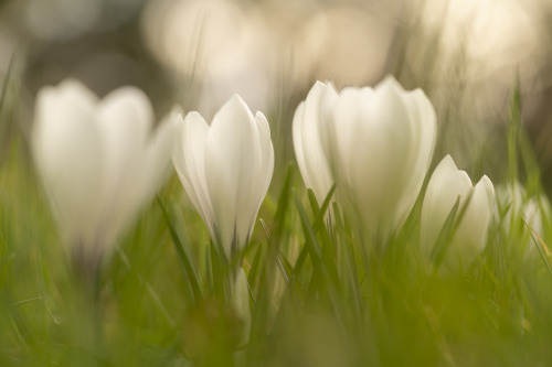 white crocus