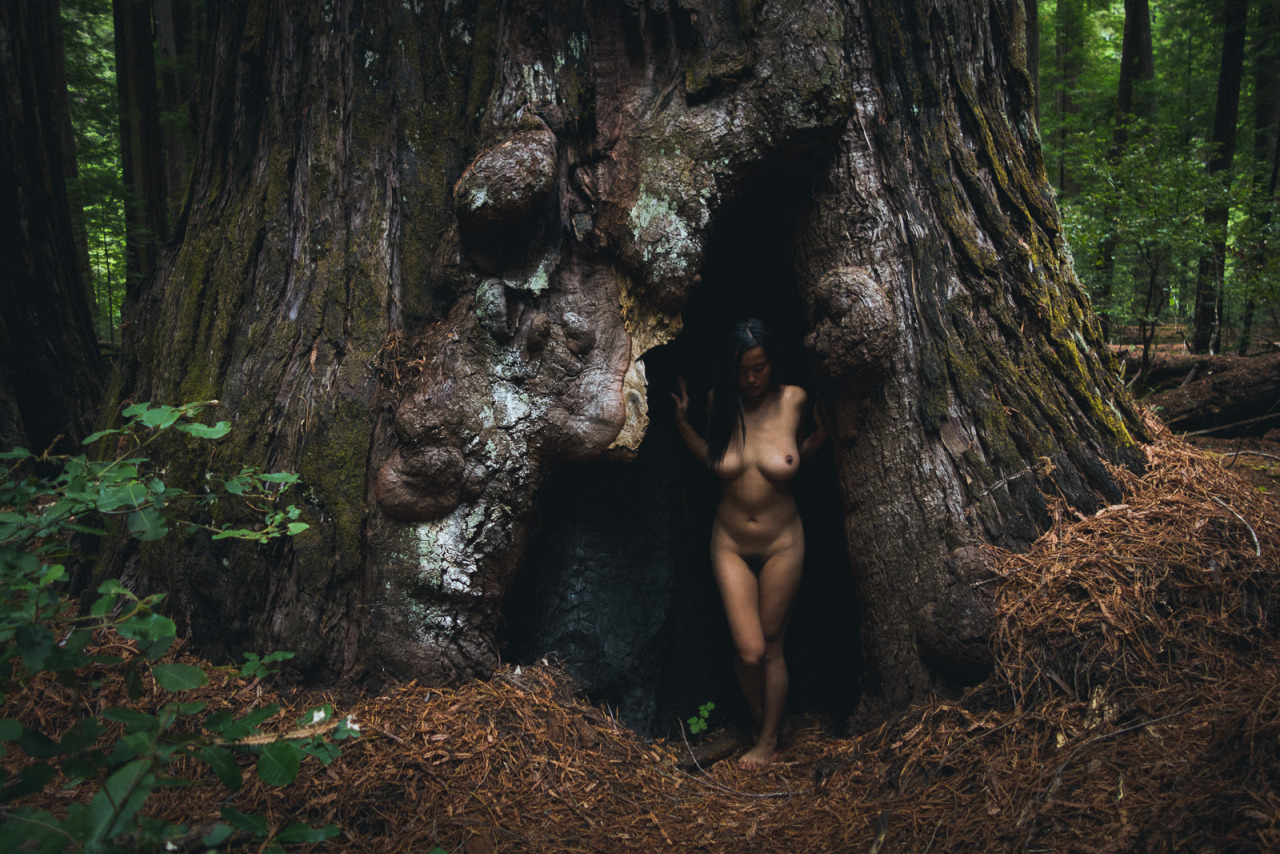openbooks:  “New Home 1”Cacia Zoo settling into a fire cave. Humboldt Redwoods