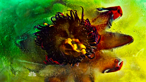 munchmeincookeh:  Flowers - Hannibal S2xE6 &amp; S2xE7 