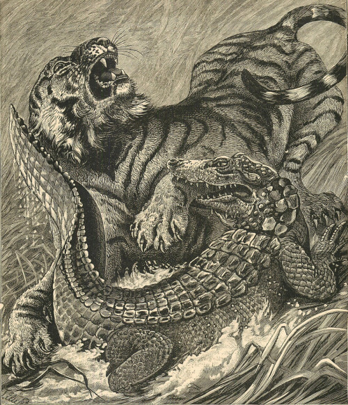 danskjavlarna:Alligator versus tiger: which would you wager to win?  From Chatterbox, 1898.Wondering