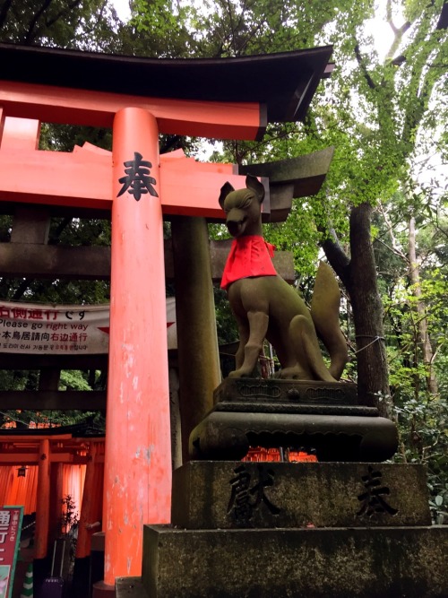 Kitsune at Fushimi Inari Tasha, Kyotoby kobalt