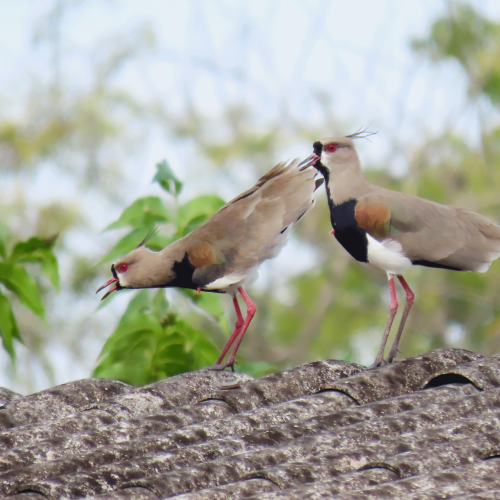 patricianicoloso:Quero-Quero/Southern Lapwing  Vanellus chilensis