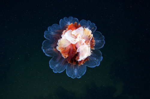 geometrymatters:  Jellyfish Space  Jellyfishes are completely extraterrestrial beings. Graceful, dangerous, beautiful. They hover in the water slowly waving their dome and spreading long tentacles in huge volume. © Alexander Semonov http://clione.ru/