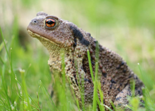 Common toad/vanlig padda (Bufo bufo).