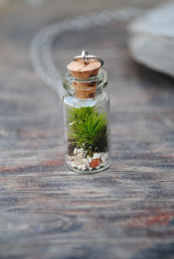 wickedclothes:  Tiny Kentucky Moss Terrarium