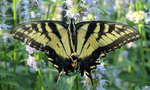 coolbugs:Bug of the DayRounding out Pollinator Week is an Eastern tiger swallowtail (Papilio glaucus