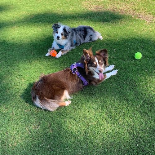 The ball won’t throw itself. #ballislife #miniaussie #dogsofinstagramhttps://www.instagram.com/p/C