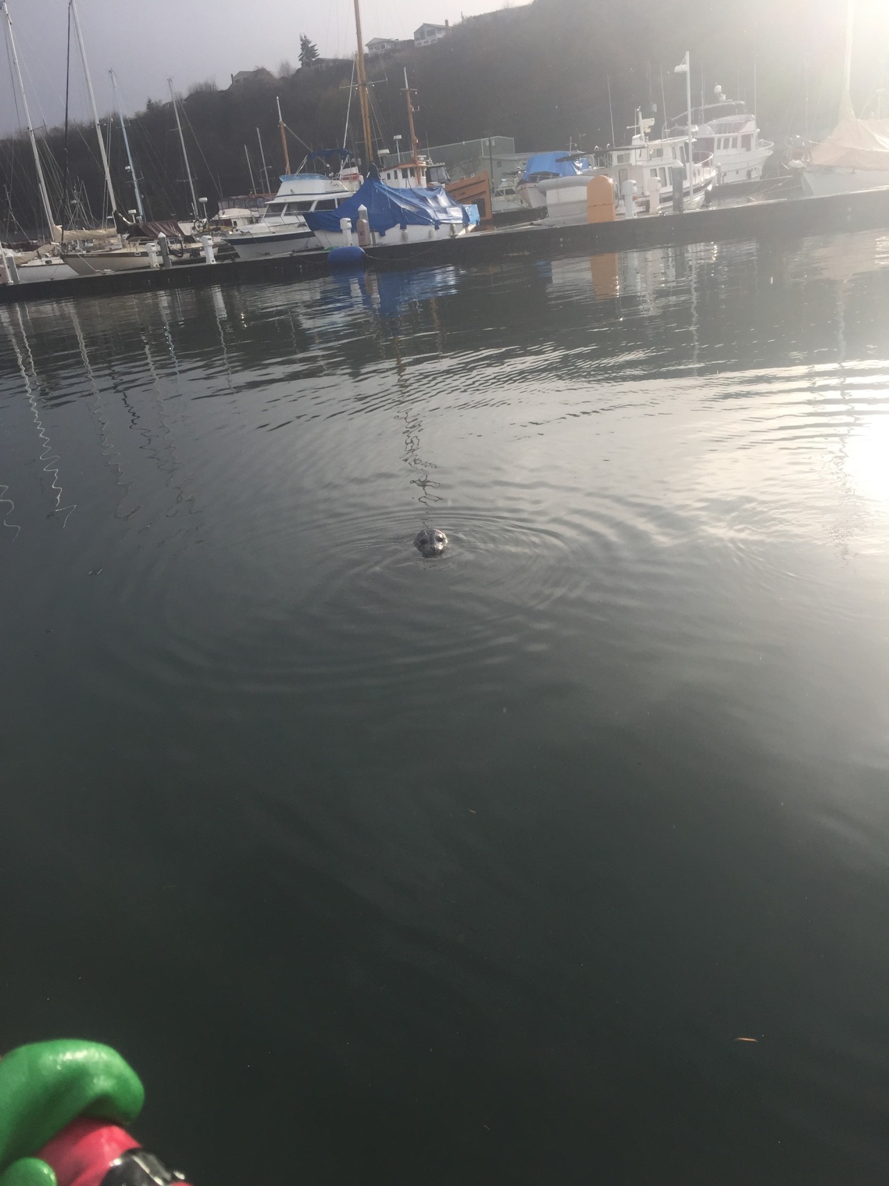 Everyone meet gordo! He&rsquo;s a harbor seal who lives in the marina and will