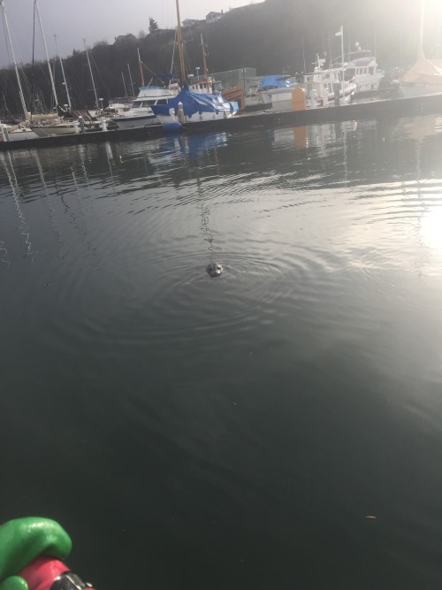 Everyone meet gordo! He’s a harbor seal who lives in the marina and will eat fish right out of your hand if you let him… But not advised haha he was a lot closer than it looks in the picture