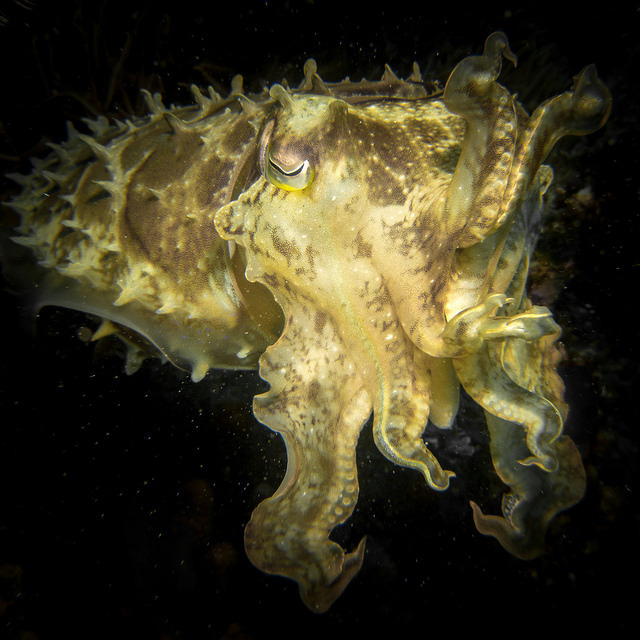 Broadclub Cuttlefish Explore Tumblr Posts And Blogs Tumgir