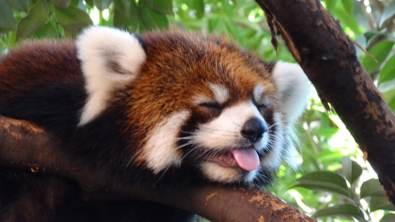 Pandas