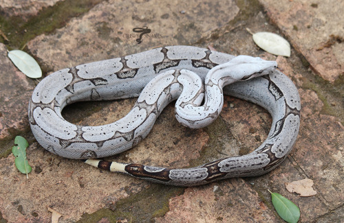 Moon Milk - Bolivian boa (Boa c. amarali)I think it’s been a year since I photographed this girl.