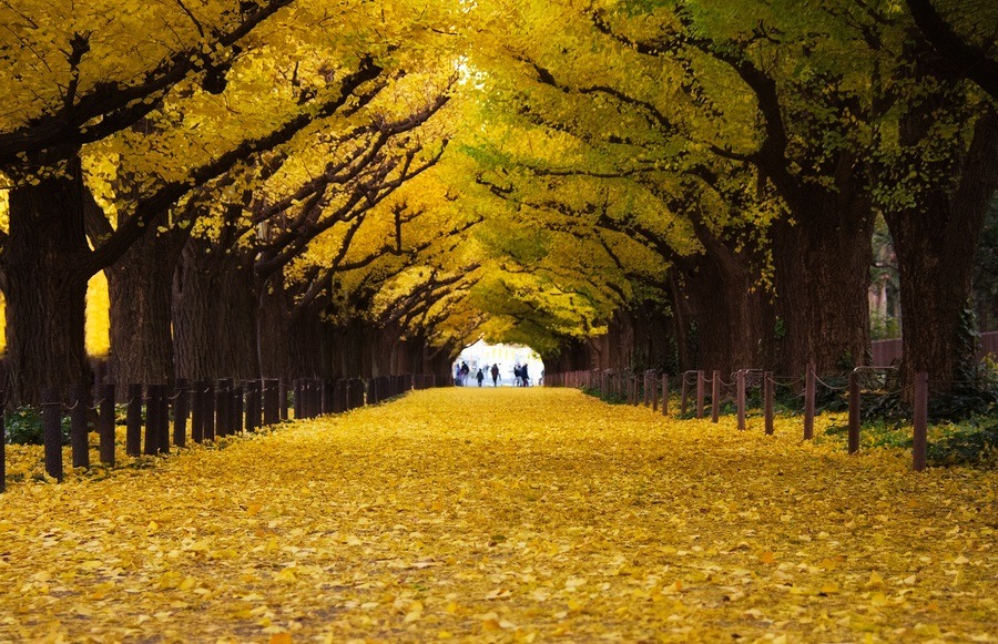 Golden season