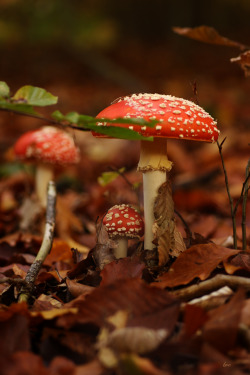 bvclairv:  Amanita muscaria 