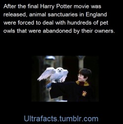 marylikesdongs:  ultrafacts:  Source  Follow Ultrafacts for more facts   HOW could anyone abandon an owl?! I mean just… 