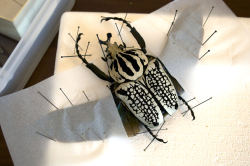 lwhittie:Here’s some pictures of the Goliath beetle pinned. I think he’s going to turn out really ni