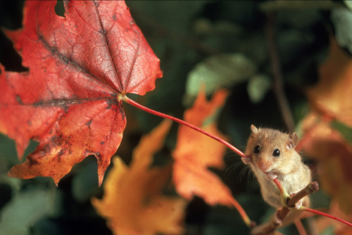 kangamommy:  nubbsgalore:  the wwf’s living planet report 2014, which discovered that we’ve lost half of all the world’s wildlife in the past fourty years, showed more specifically that the population of common dormice dropped by 43 percent between