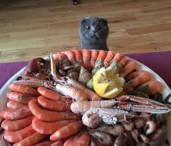 awwww-cute:  Seafood lust (Source: http://ift.tt/1TbxJkU)