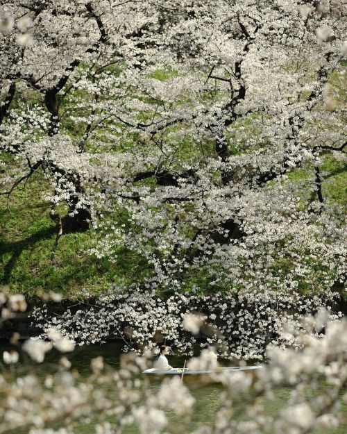 spring for tokyoites. #千鳥ヶ淵　#東京 #tokyo #spring #flowers #cherryblossom #nikonphotography www