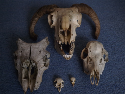 vulture-cat: A little skull comparison: sheep, roe deer, rabbit and sparrow.